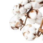 القطن